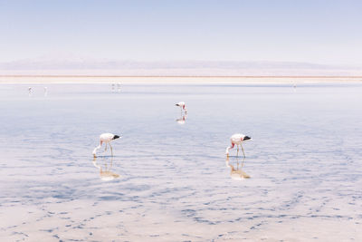 View of birds on beach