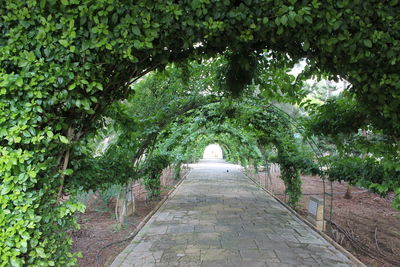 Walkway amidst trees in forest