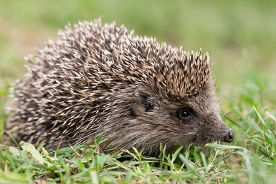 Close-up of an animal on grass