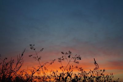 Low angle view of silhouette plants against sky during sunset