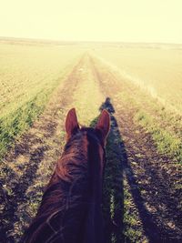 Scenic view of grassy field against sky