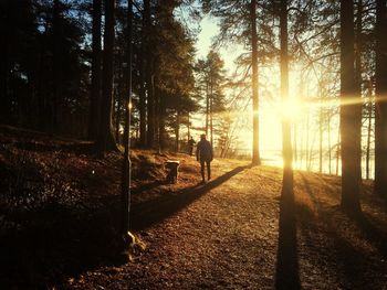 Sun shining through trees