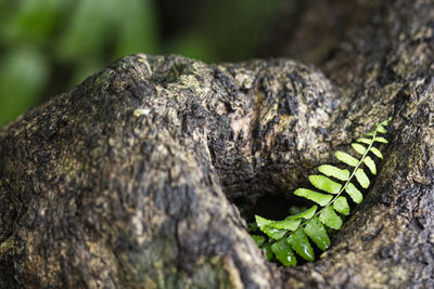 Close-up of insect on tree trunk
