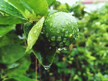 Close-up of wet plant