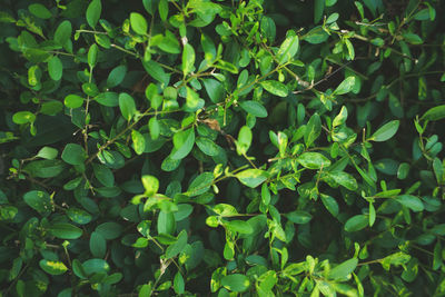 Full frame shot of plants growing on field