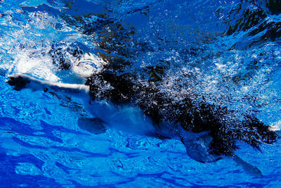Border collie dog standing in swimming pool during day time, summer time and vacation.underwater