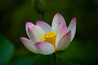 Close-up of pink water lily