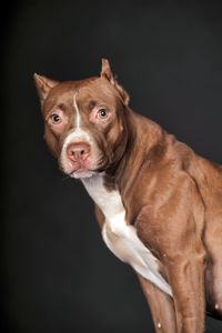 Close-up of a dog over black background