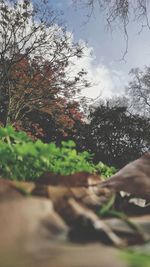 Person and leaves on tree against sky