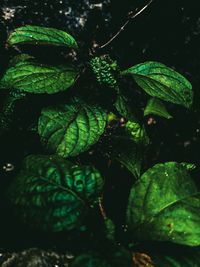 High angle view of green leaf in water