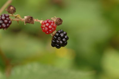 Close-up of strawberry on plant