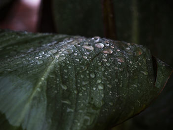 Close-up of raindrops on leaf