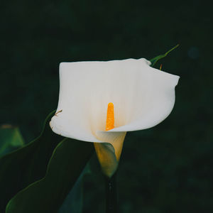 Close-up of white lily