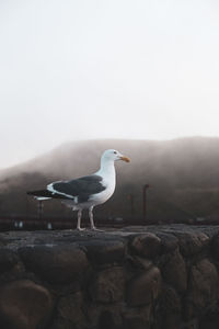 Seagull perching on rock against clear sky