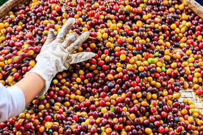 Manual screening process coffee beans by hand and selective focus angle view shot