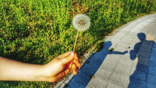 Close-up of human hand holding dandelion