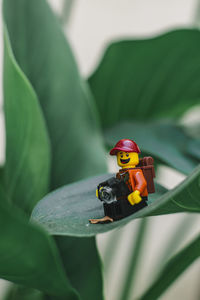 Close-up of ladybug on leaf