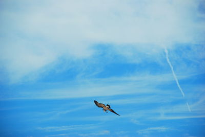 Low angle view of seagull flying in sky