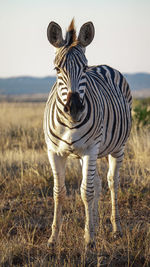 Zebras standing in a field