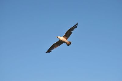 Low angle view of seagull flying in sky