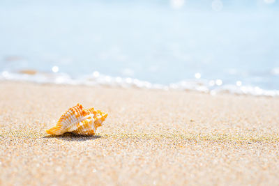 Close-up of shell on beach