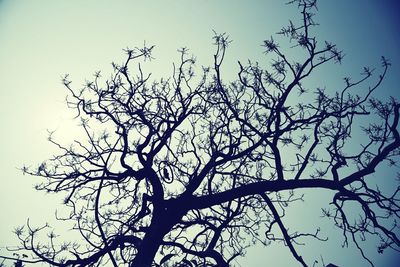 Low angle view of tree against sky