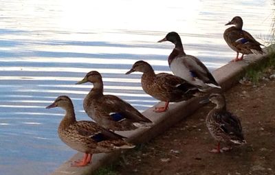 Ducks in water