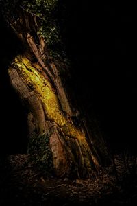 Close-up of tree at night