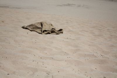 Lizard on sand at beach