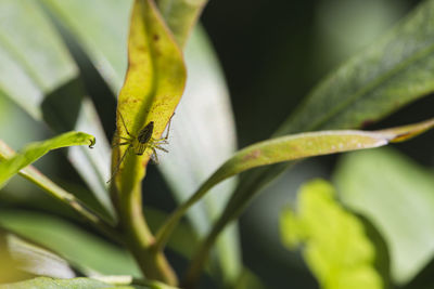 Close-up of insect on leaf