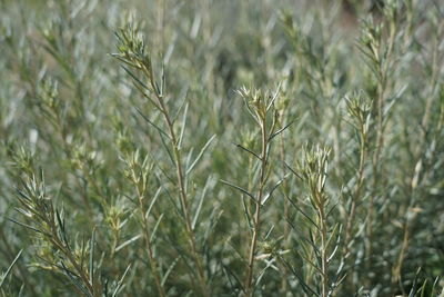 Close-up of crops on field