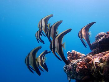 Close-up of jellyfish swimming in sea