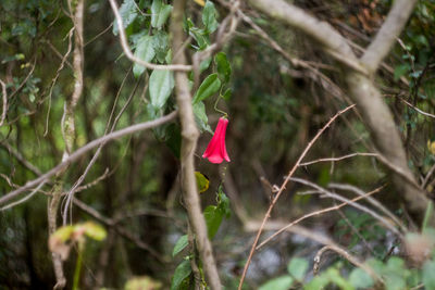 Close-up of pink flower growing on tree