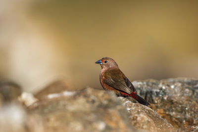 Close-up of bird perching on rock