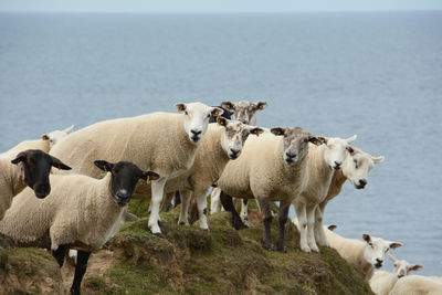 Sheep standing on grass against sky