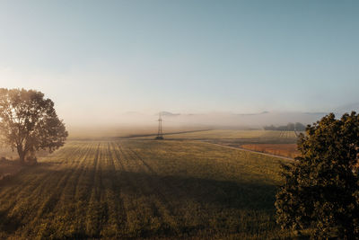 Power pole next to a cornfield, foggy mood, climate change