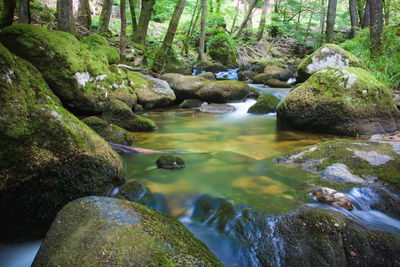 Stream flowing through rocks in forest