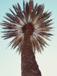 Low angle view of palm tree against clear sky