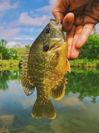 Close-up of hand holding fish in lake