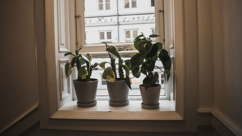 Potted plants on window sill at home