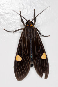 Close-up of butterfly on white background