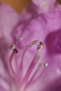 Close-up of pink flower