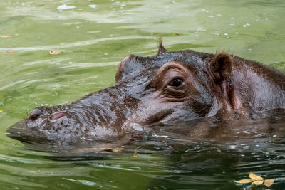 Horse swimming in lake