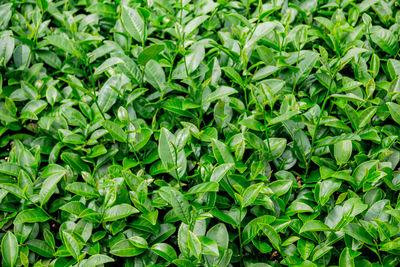 Full frame shot of green plants