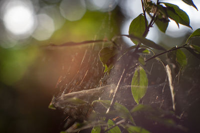 Close-up of wet spider web on plant