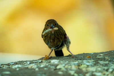 Birds - a sparrow looking into the camera with a caught worm