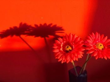 Close-up of red flowers