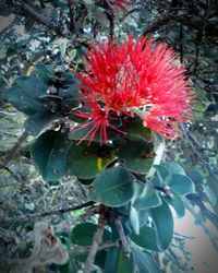 Close-up of red cactus flower