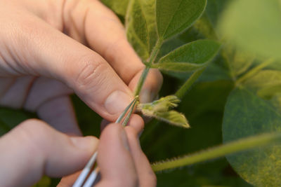 Cropped hands holding plant with tweezers