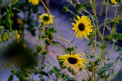 Close-up of yellow flowering plant